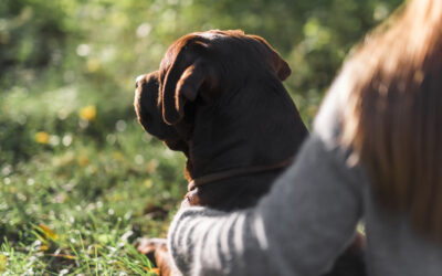 Comment calmer un chien qui tourne en rond ?