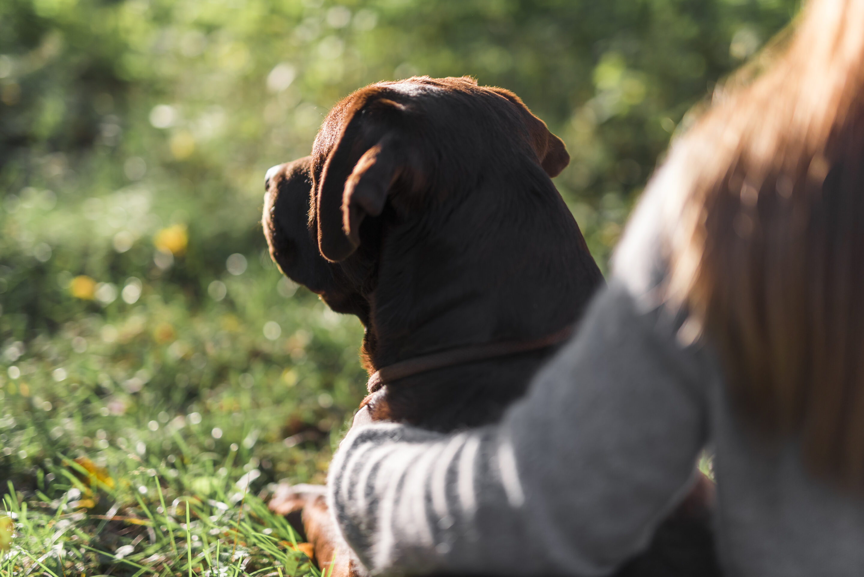 calmer un chien qui tourne en rond
