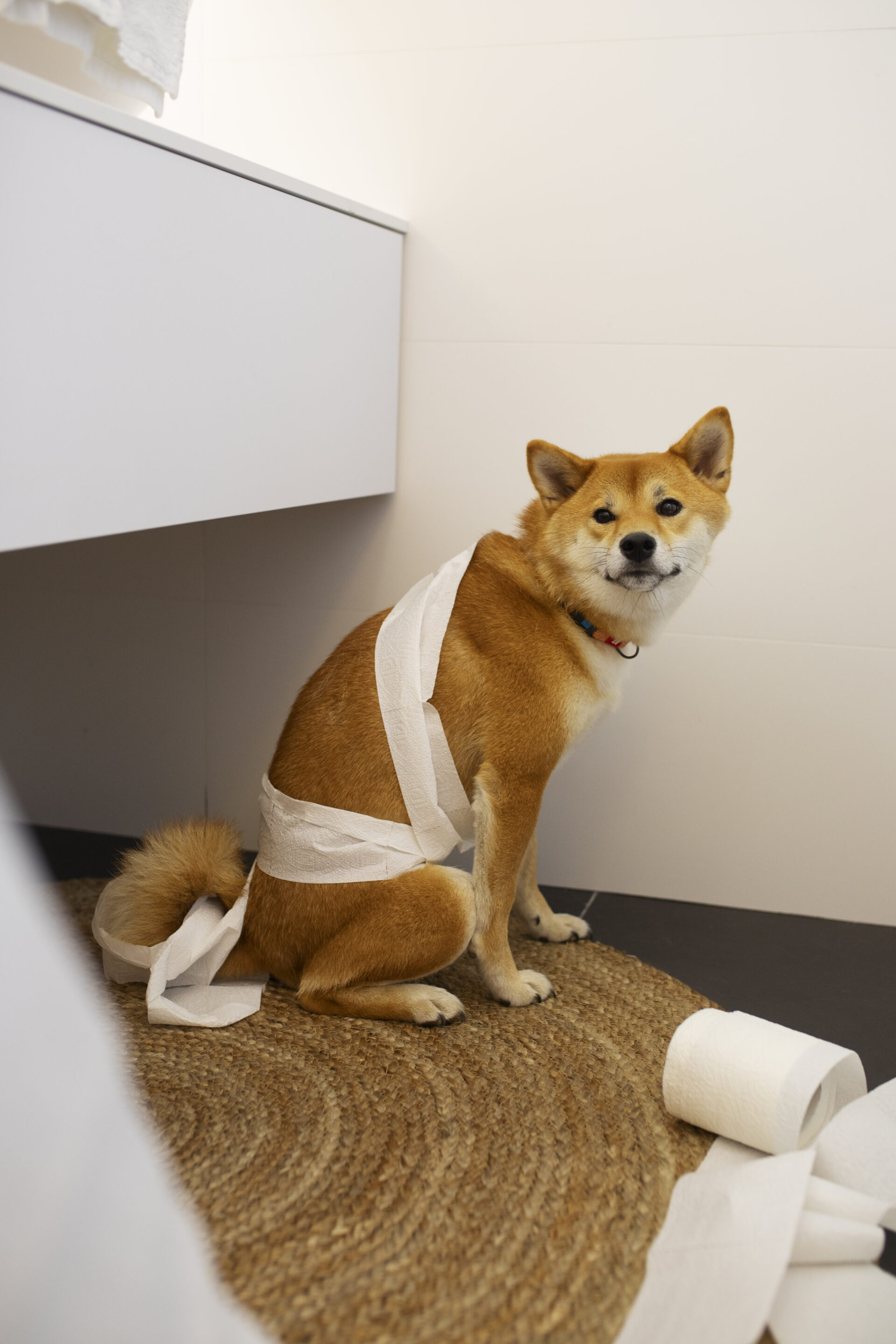 Comment arrêter la diarrhée chez un chien ?