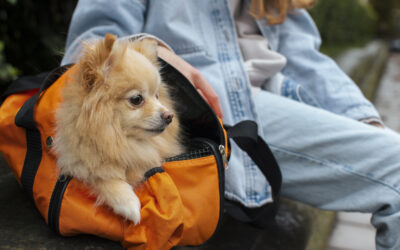 Comment emmener son chien au Maroc ?