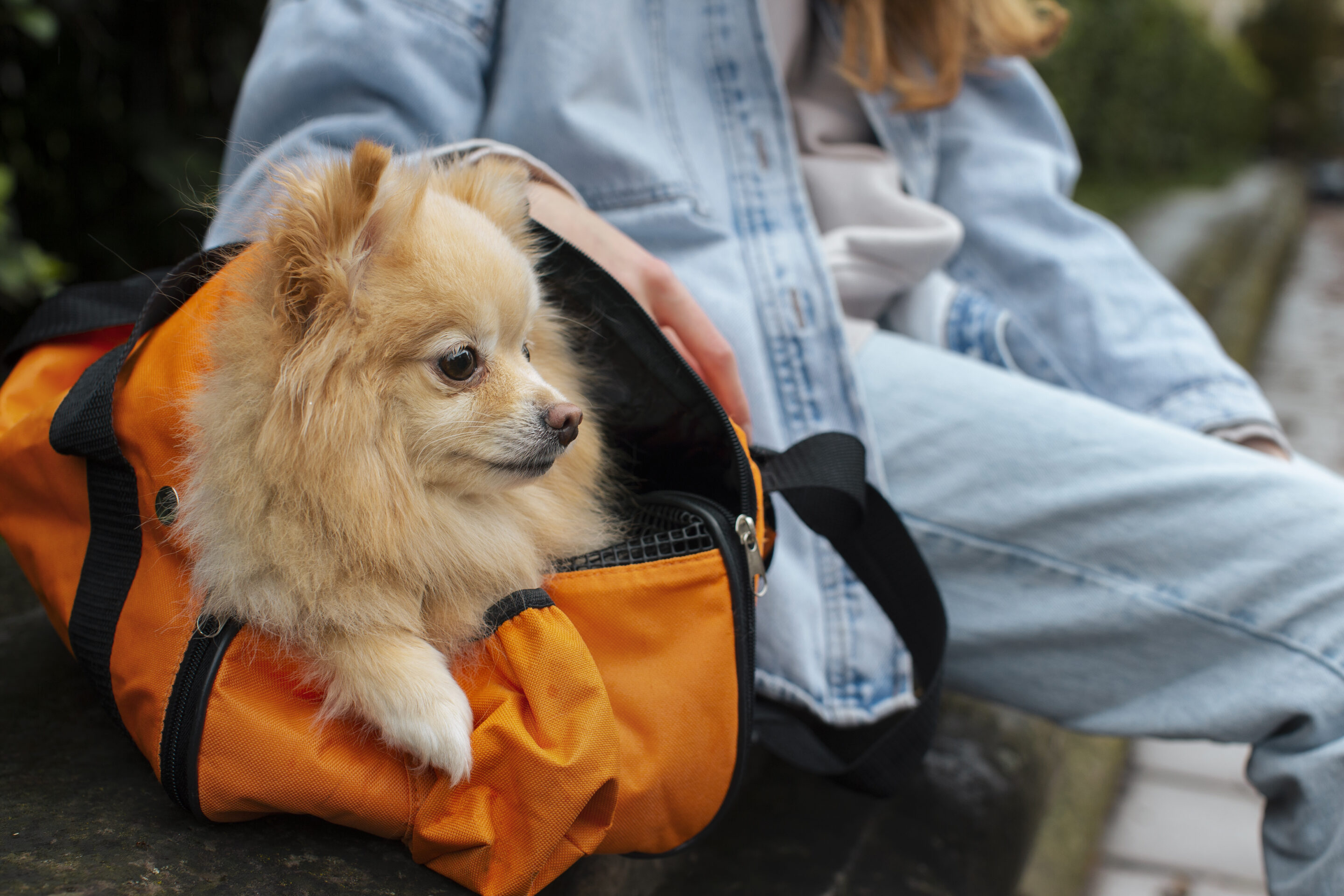 emmener son chien au Maroc