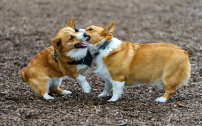 Comment faire rencontrer deux chiens ?