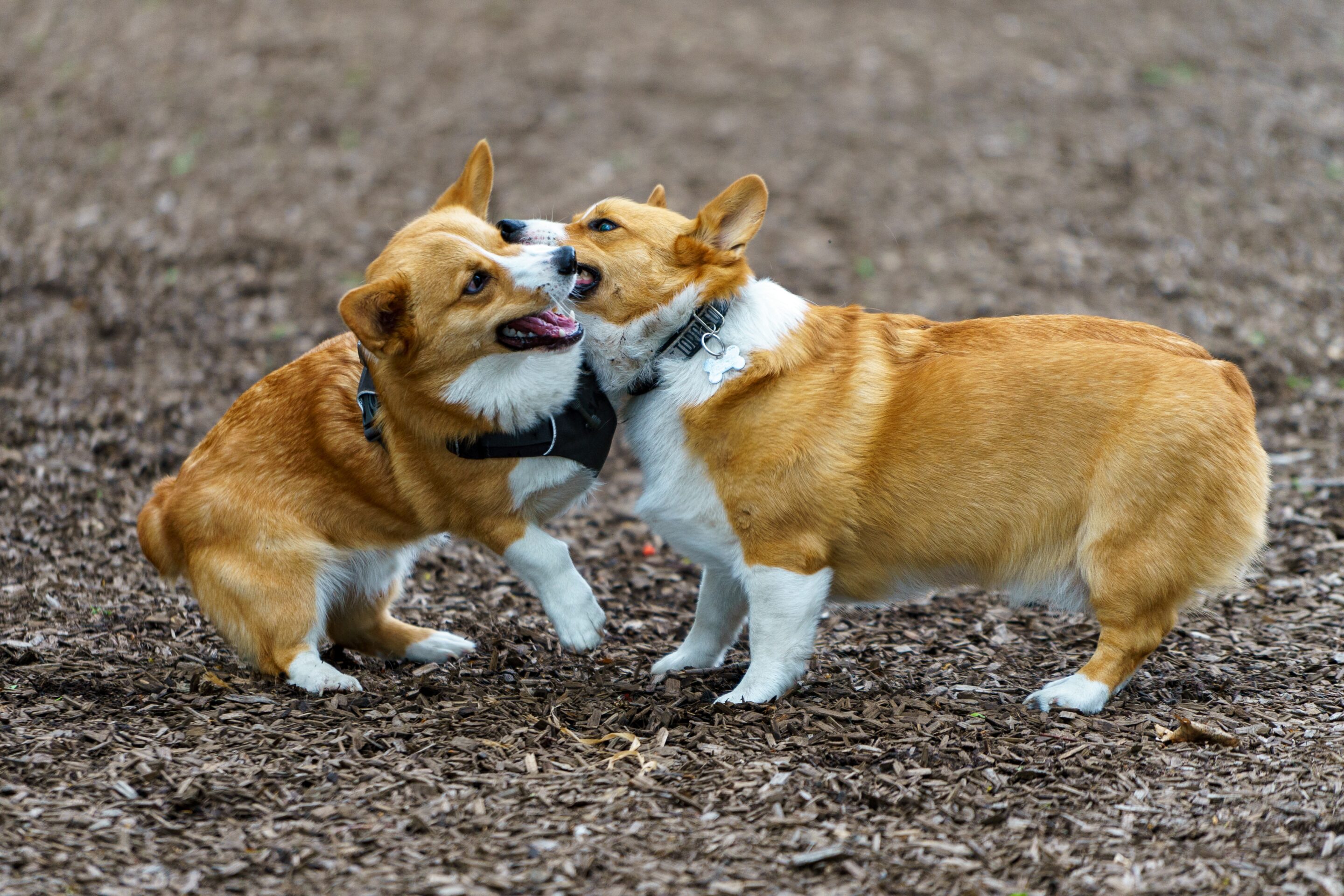 faire rencontrer deux chiens