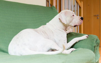 Comment enlever l’odeur de pipi de chien sur un canapé ?