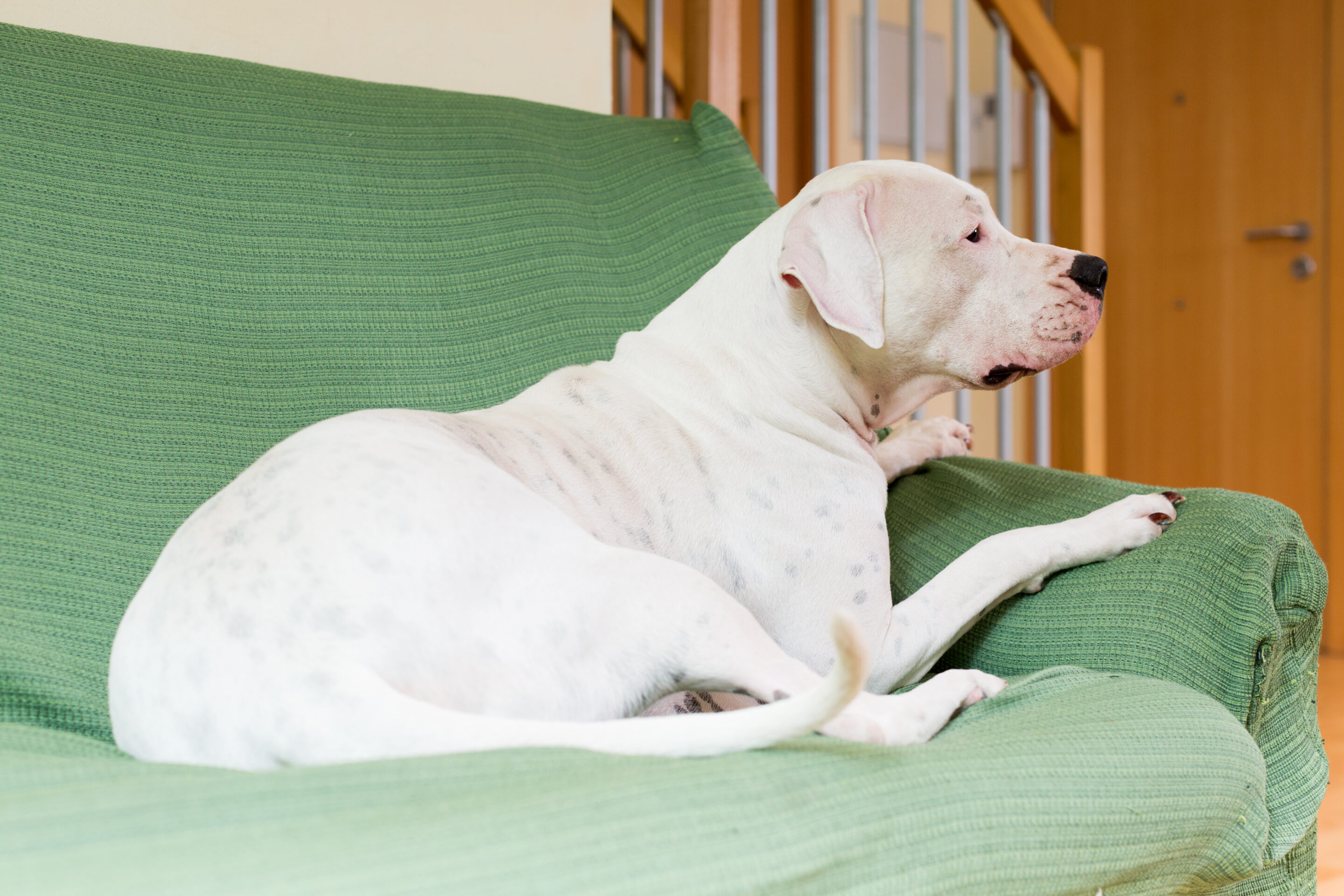 pipi-de-chien-sur-un-canape