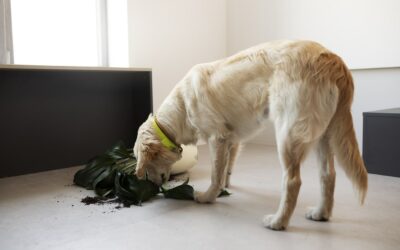 Comment apprendre la propreté à un chien adulte​ ?
