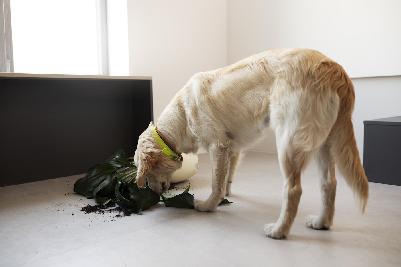 comment apprendre la propreté à un chien adulte​