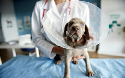 Comment empêcher un chien de se lécher sans collerette ?