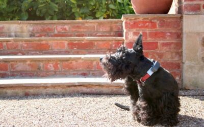 Comment enlever les puces des chiens​ ?