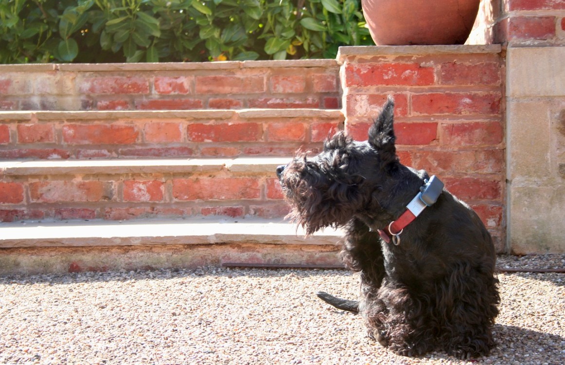 Comment enlever les puces des chiens​