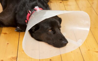Combien de temps mettre une collerette à son chien après stérilisation ?