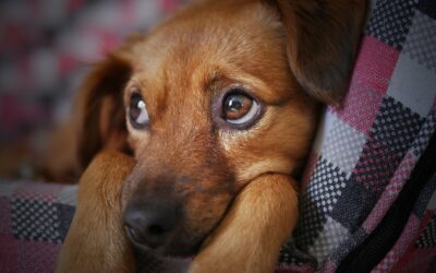 Comment calmer un chien en rute ?