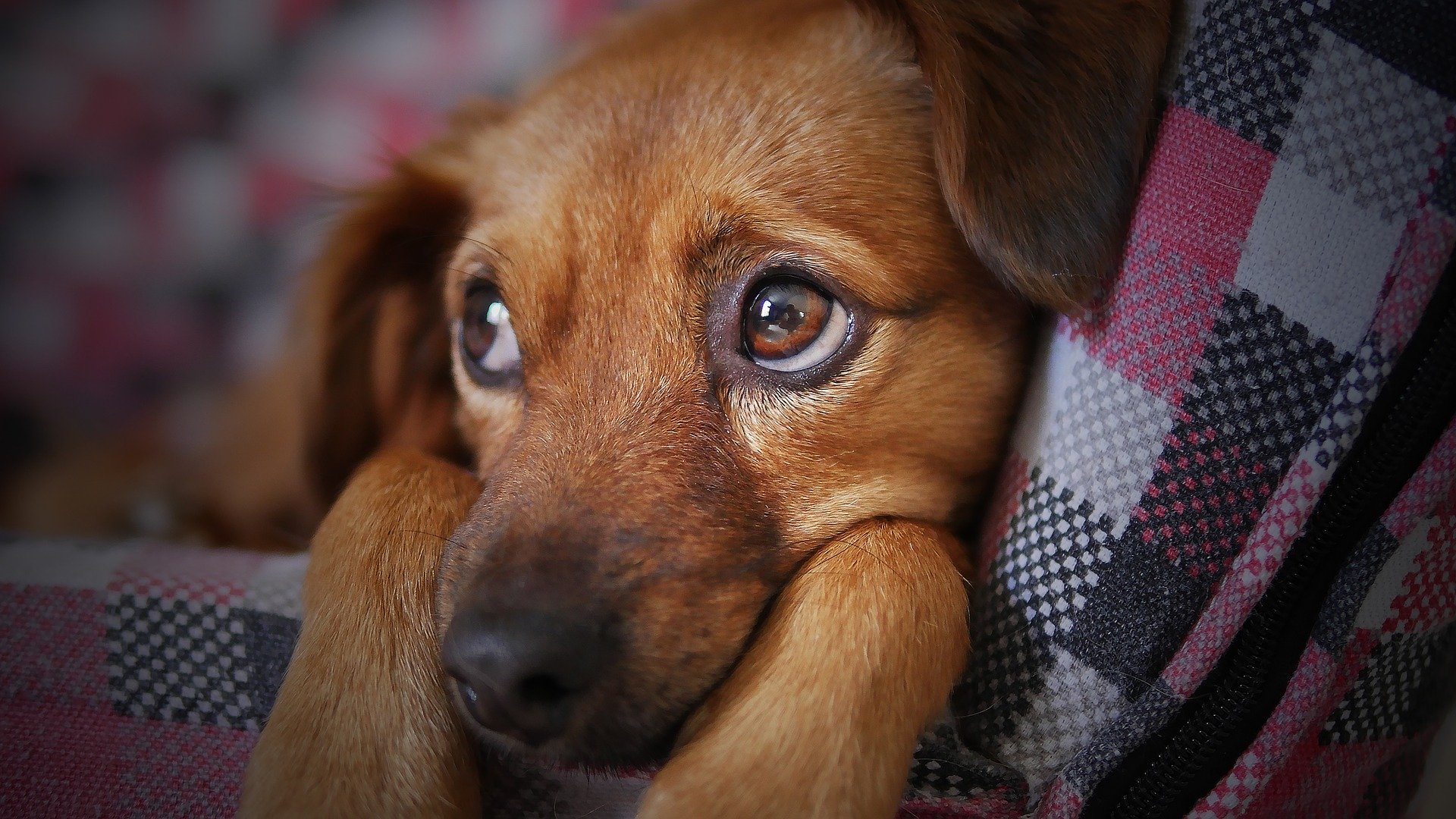 comment calmer un chien en rute