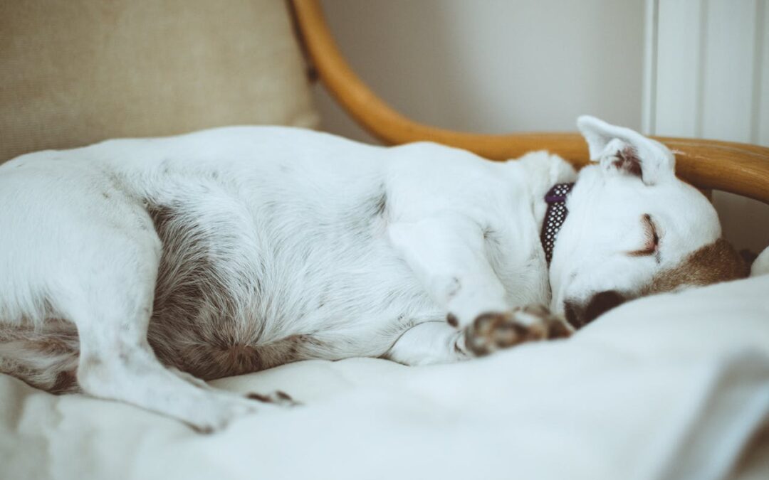 Combien d’heures dort un chien ?