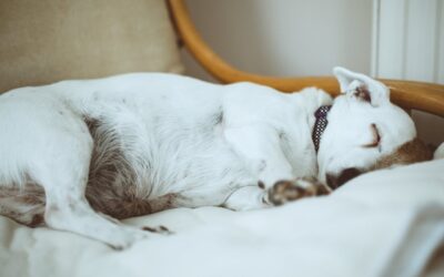 Combien d’heures dort un chien ?
