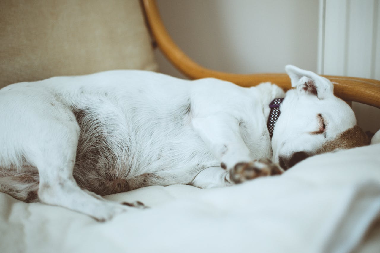 Combien d'heures dort un chien