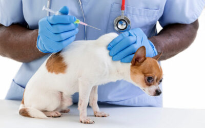 Combien de temps pour faire un rappel de vaccin chien ?