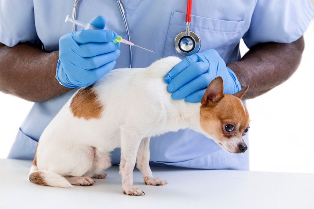 vaccination_chien