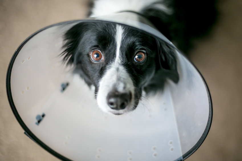 chien-collerette