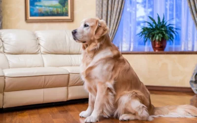 Comment savoir si mon animal souffre en silence ?