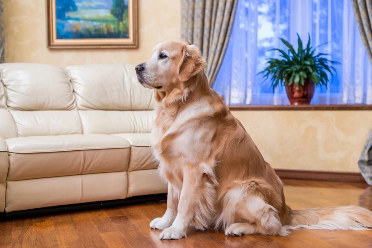 Comment savoir si mon animal souffre en silence