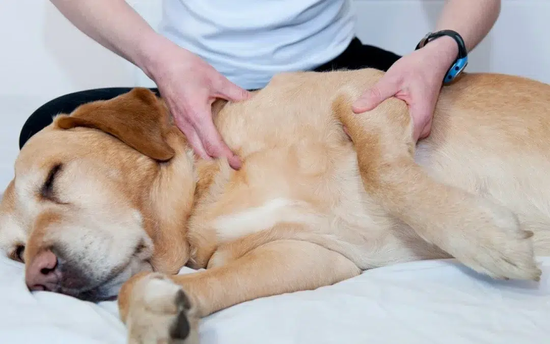 Les bienfaits de l’ostéopathie animale pour chiens et chats