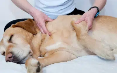Les bienfaits de l’ostéopathie animale pour chiens et chats
