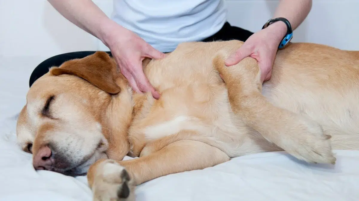 bienfaits-osteopathie-chien