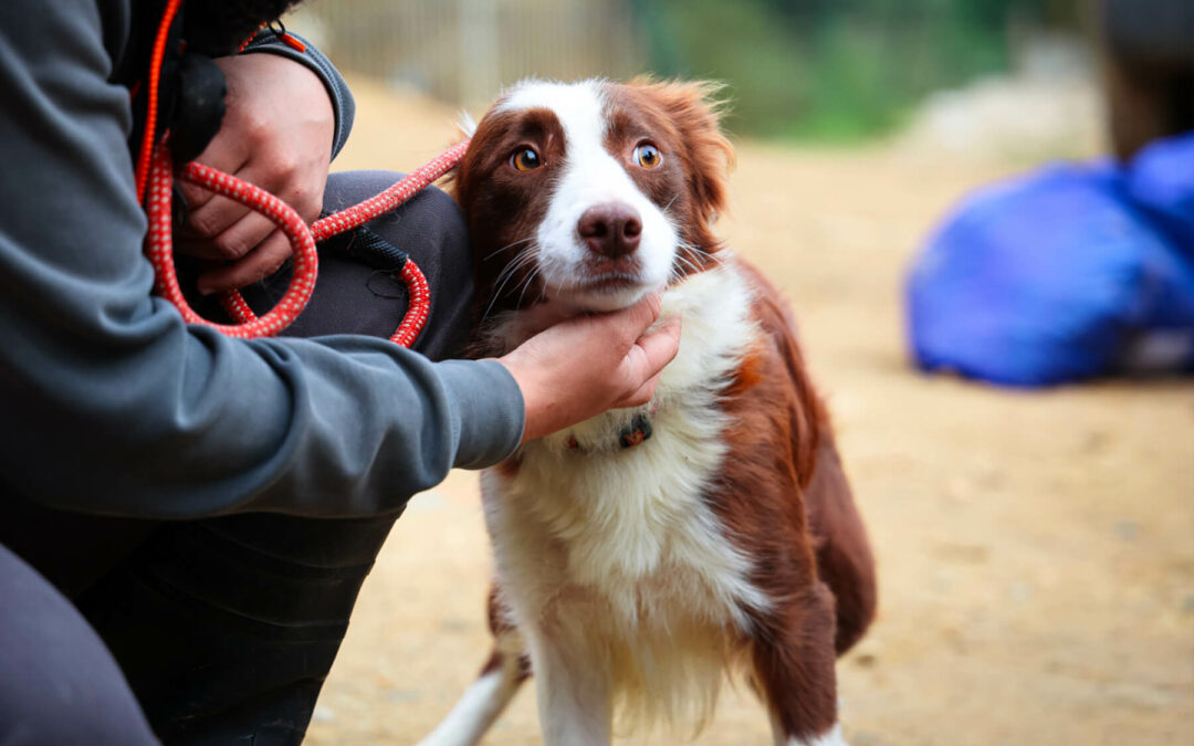 Stress, anxiété, agressivité : comment aider son animal naturellement ?