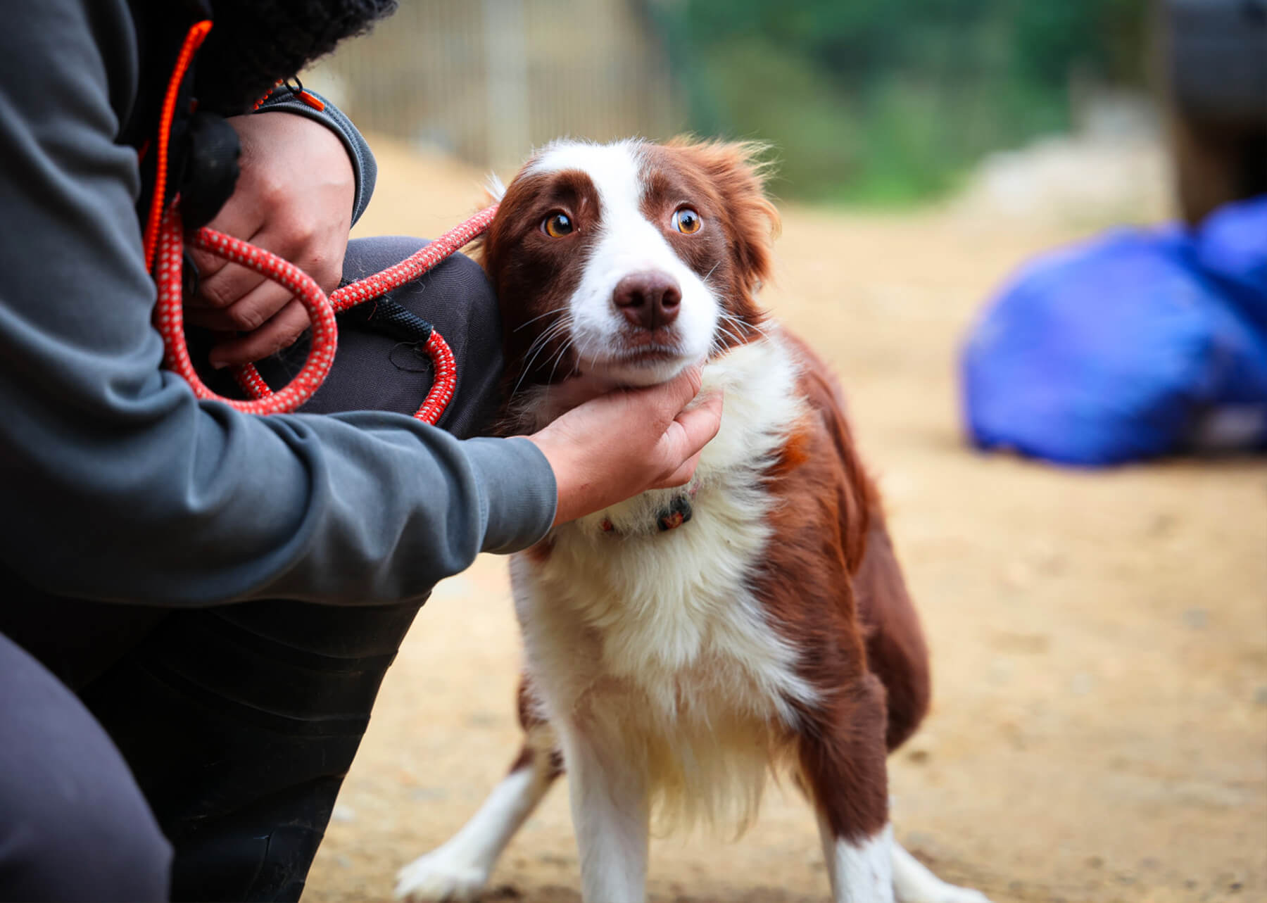 prendre soin de son animal