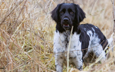 A quel âge commencer le dressage d’un chien d’arrêt ?