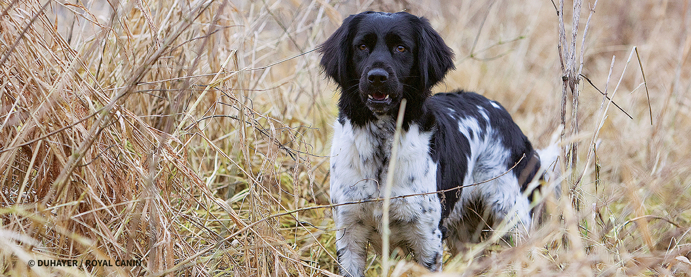 CHIEN D'ARRET