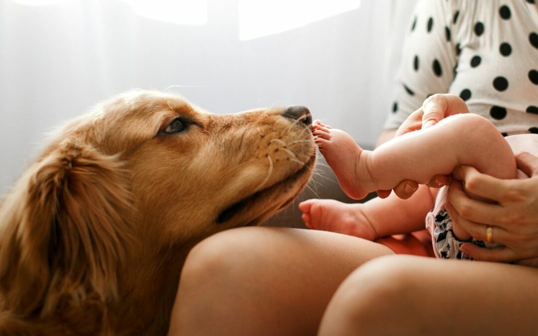 Comment gérer l’arrivée d’un bébé quand on a déjà un chien ?
