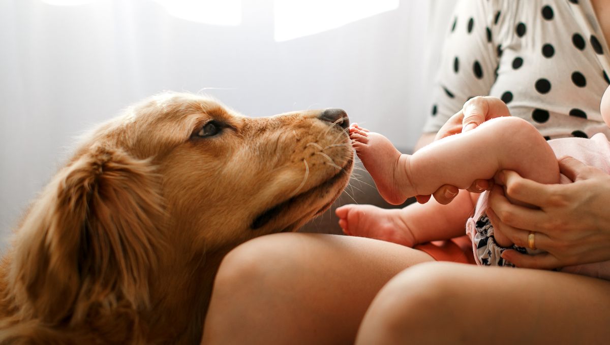 Comment gérer l’arrivée d’un bébé quand on a déjà un chien