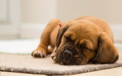 Comprendre et prévenir les troubles du sommeil chez le chien