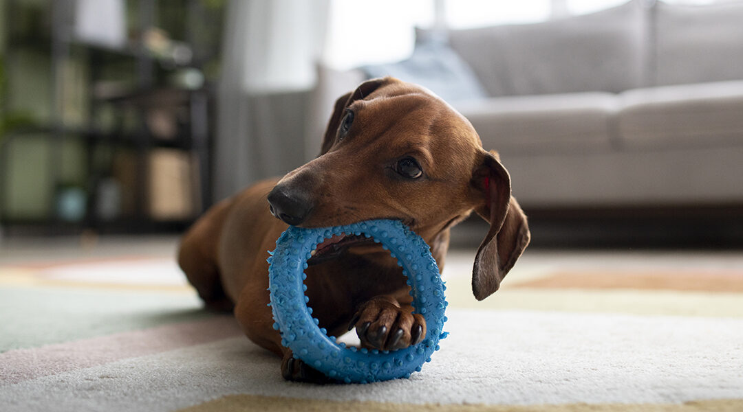 Le jeu libre : pourquoi laisser le chien choisir ses interactions ?