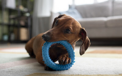 Le jeu libre : pourquoi laisser le chien choisir ses interactions ?
