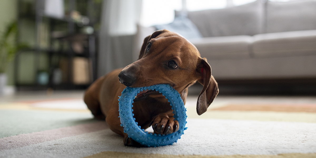 Le jeu libre : pourquoi laisser le chien choisir ses interactions