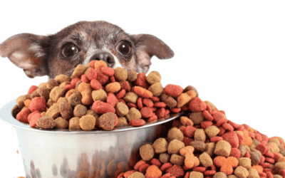 L’impact de l’alimentation sur le comportement du chien