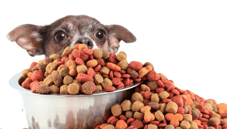 L’impact de l’alimentation sur le comportement du chien