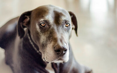 Mon chien vieillit : comment l’accompagner en douceur