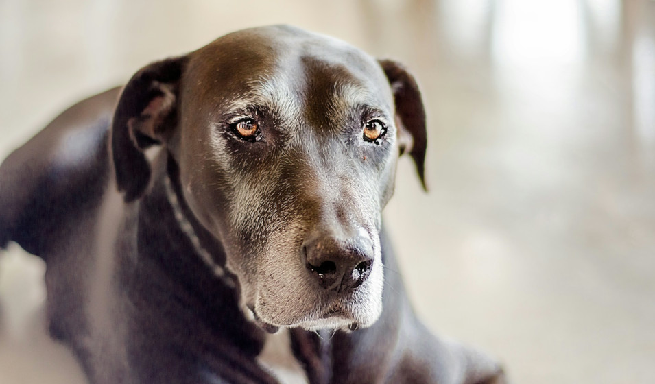 Le vieillissement est une étape naturelle dans la vie de tout chien