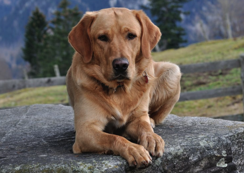 Chien tranquille
