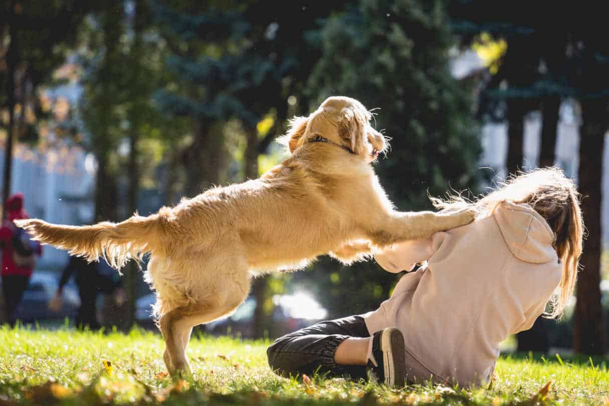 Mon chien faut l’idiot quand nous recevons des invités