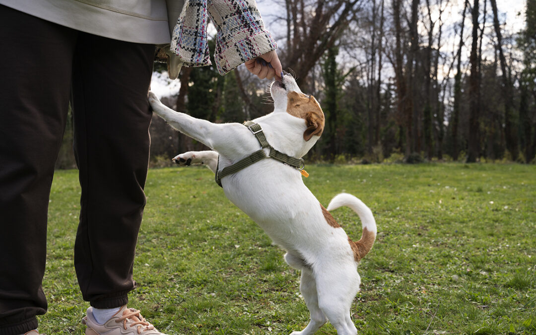 Pourquoi mon chien nous saute dessus et comment faire pour qu’il arrête ?
