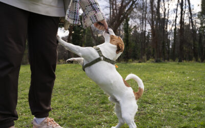 Pourquoi mon chien nous saute dessus et comment faire pour qu’il arrête ?
