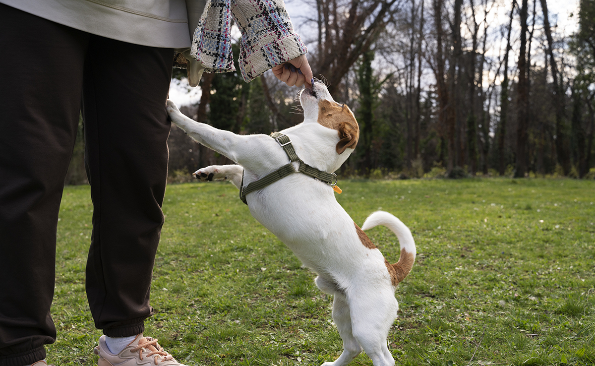 chien-saute-sur-tout-le-monde
