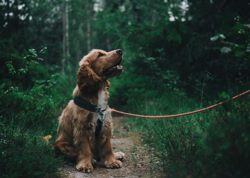 chien en forêt
