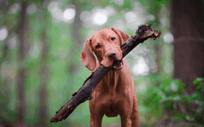 Antiparasitaire naturel pour votre chien : une solution douce et efficace signée Dexter & Mango