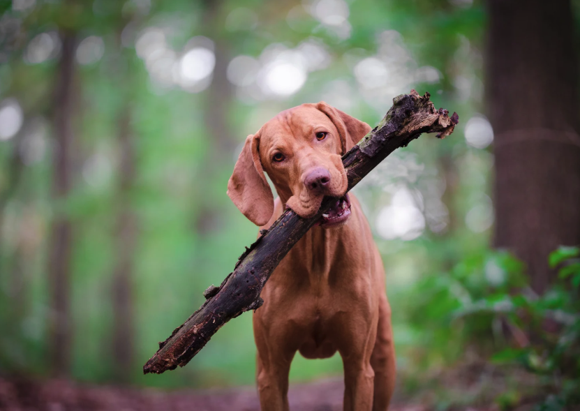 Antiparasitaire naturel pour votre chien : une solution douce et efficace signée Dexter & Mango